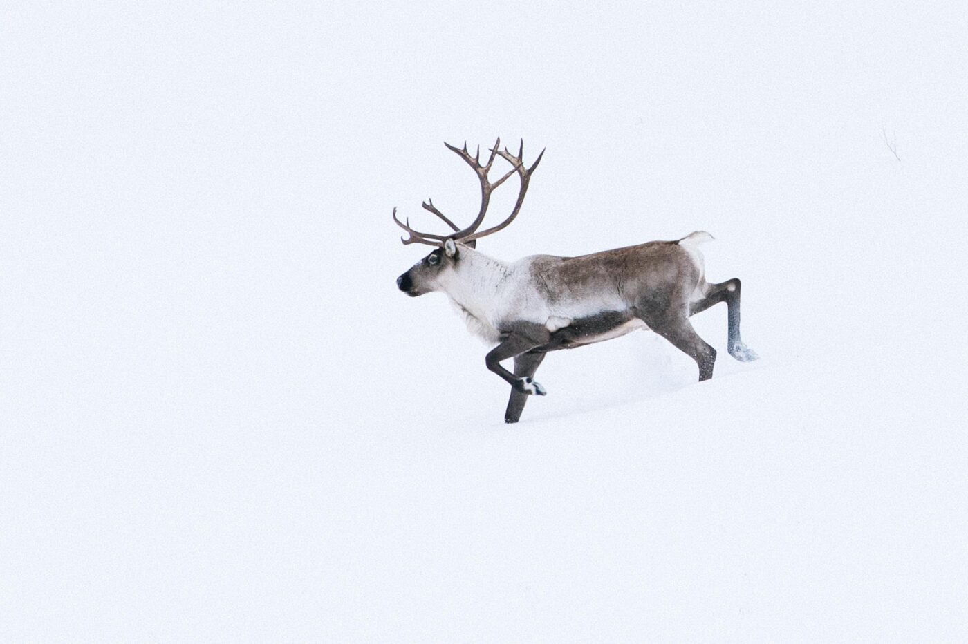 Fighting to Protect B.C.’s Northern Caribou Before They ‘Disappear in Front of Our Eyes’