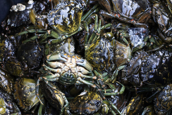 A team from Coastal Restoration Society collect buckets full of European green crabs from Bedwell Sound, near Tofino, British Columbia, on November 18, 2022.