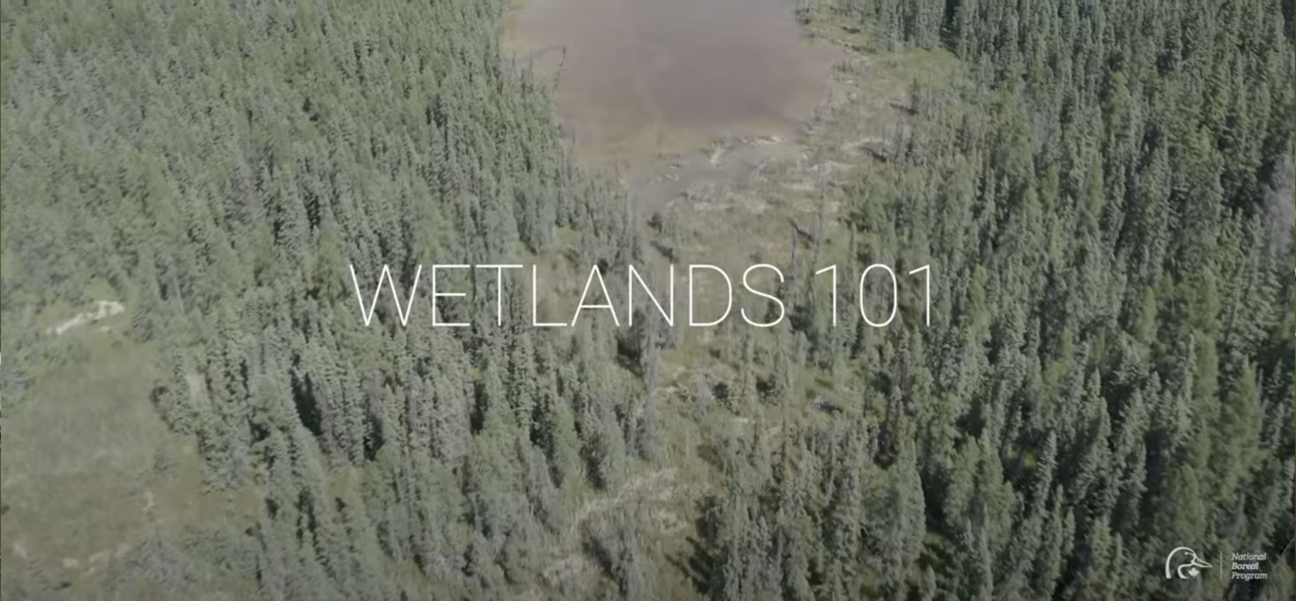 Wetlands 101