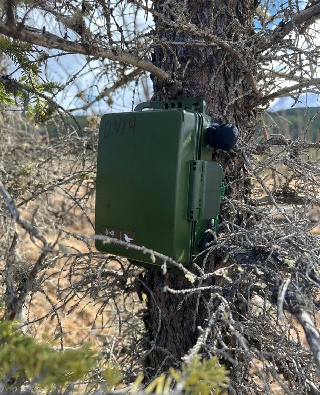 Kaska Bird Monitoring