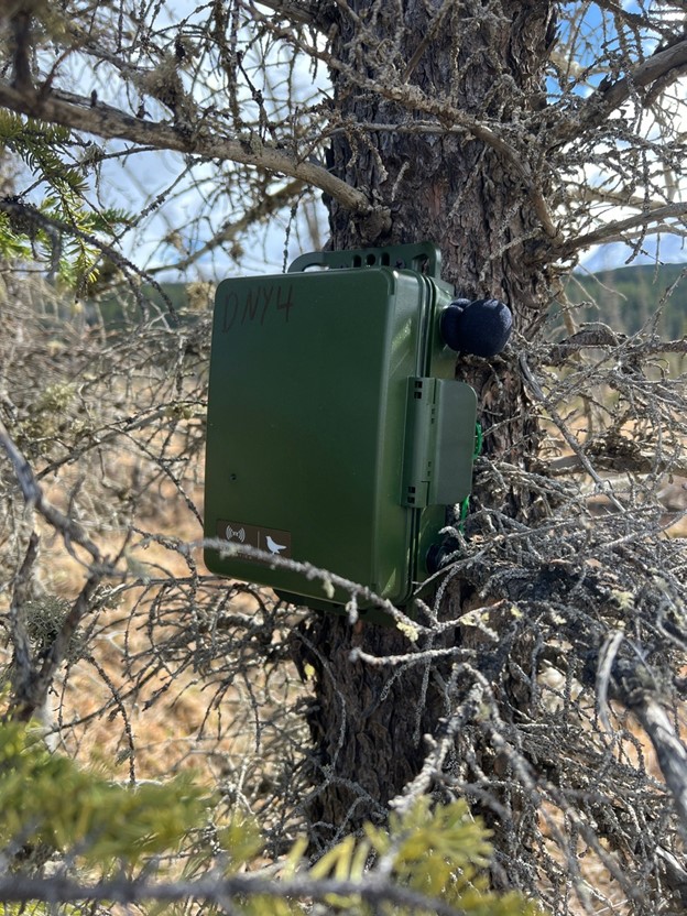 Kaska Bird Monitoring