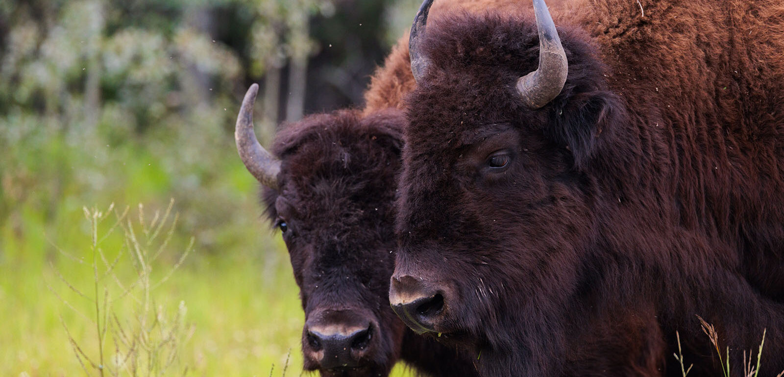 Wildlife Environmental Stewardship