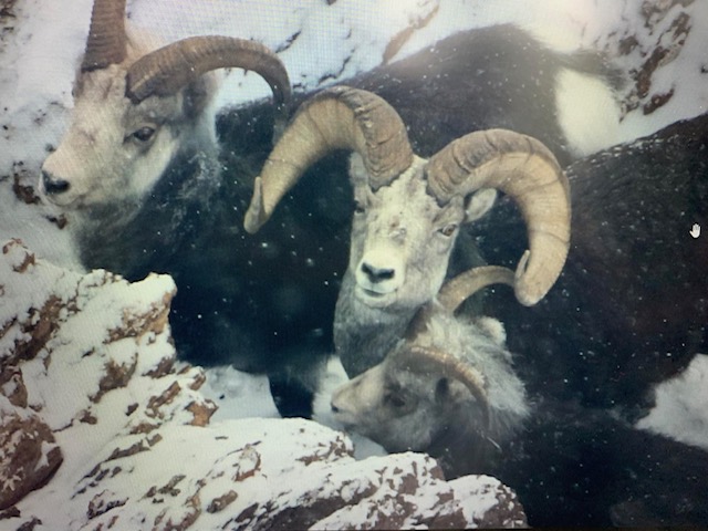 Wildlife Stewardship