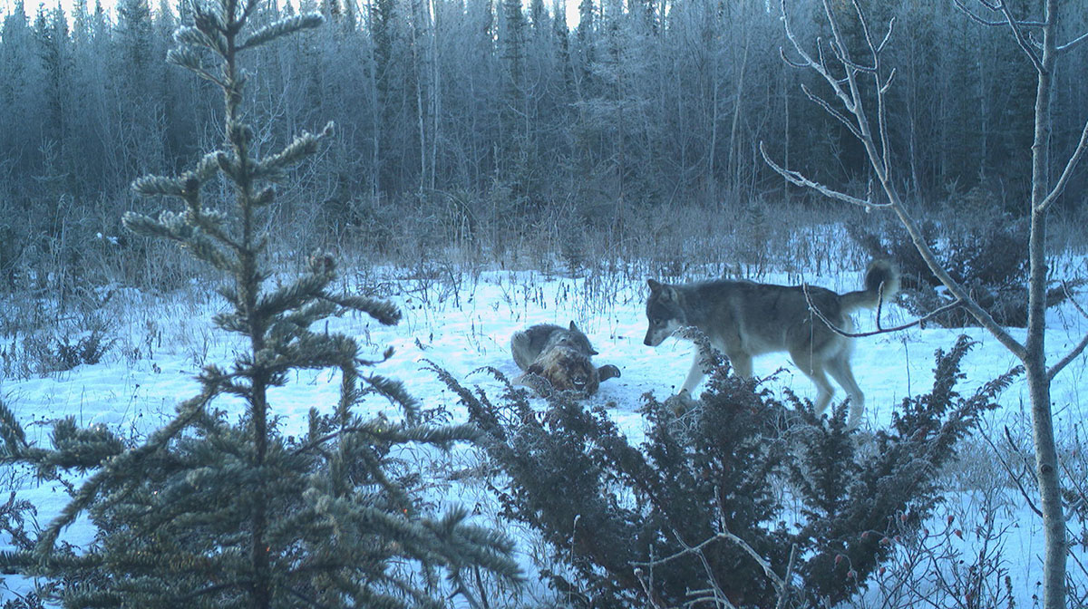 Bison Kill