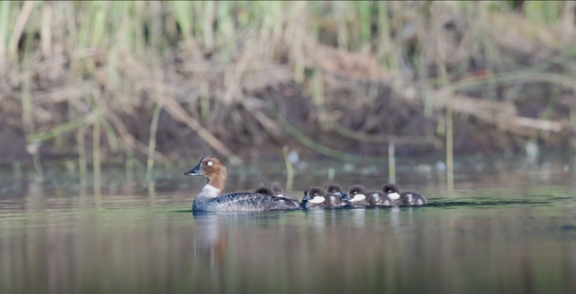 Kaska Land Guardians Use Audio Recorders To Identity Birds on Their Ancestral Lands